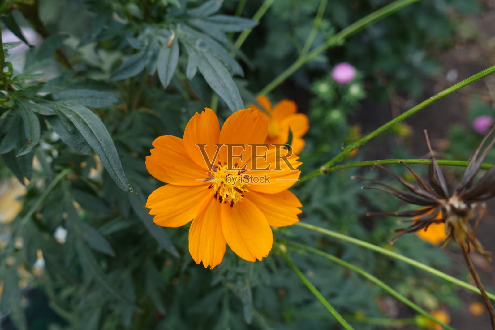 九月的硫磺宇宙橙花照片摄影图片