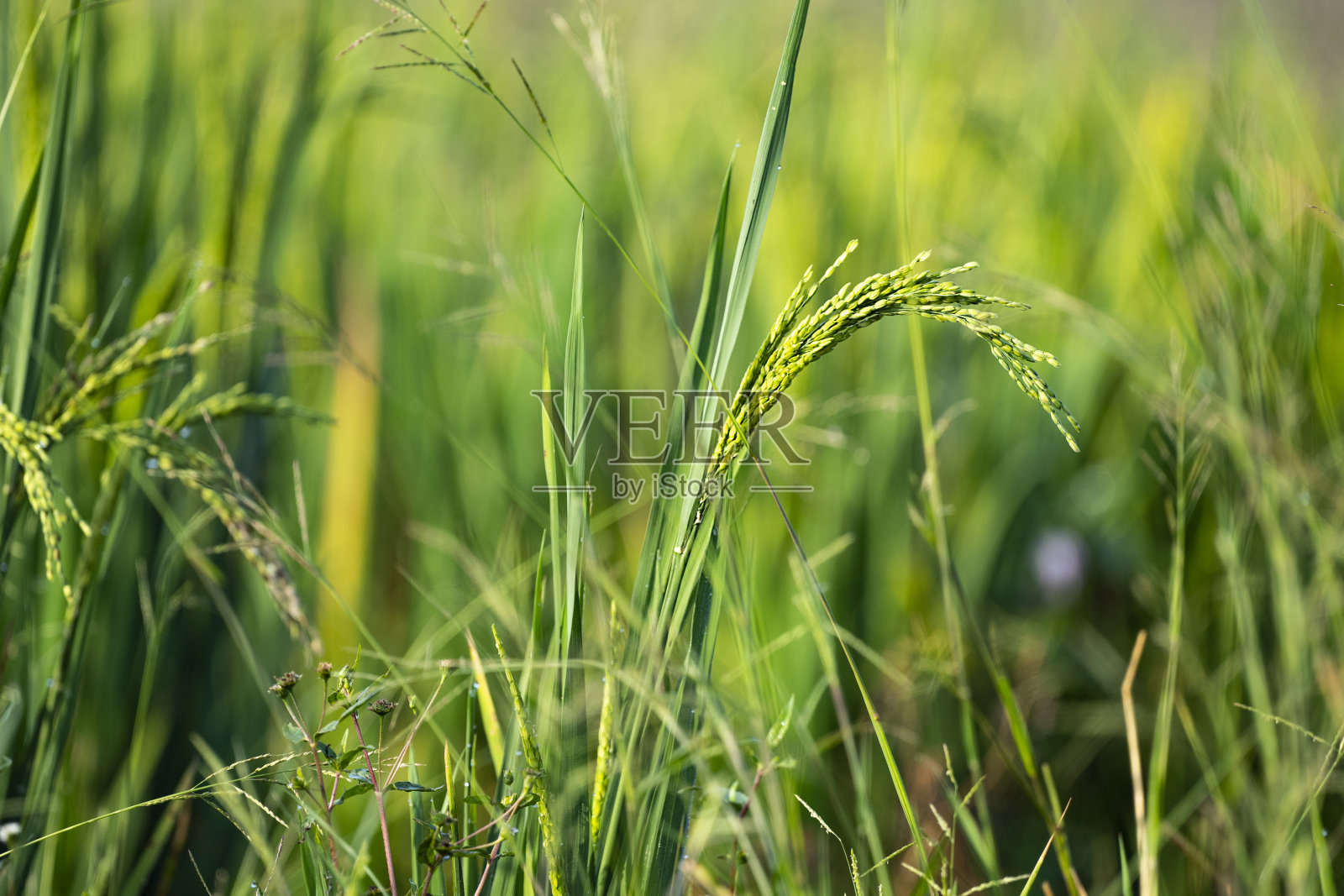 耳朵的大米照片摄影图片