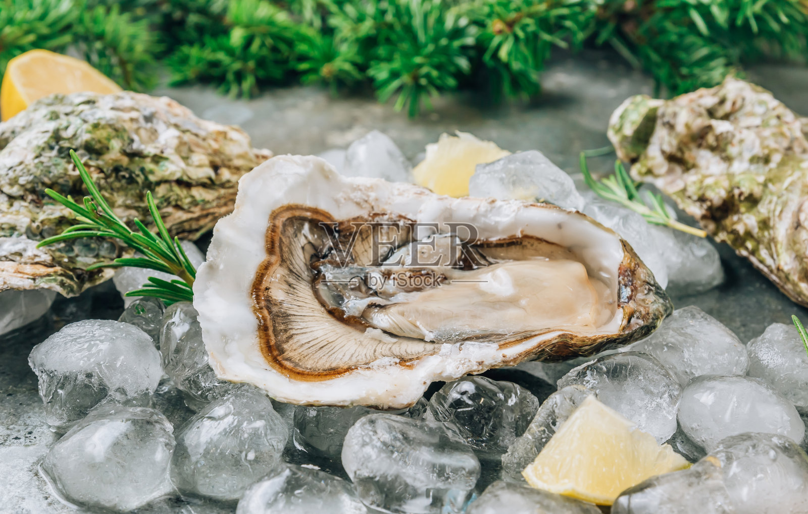 打开生蚝，加入柠檬和迷迭香。金属背景上的新鲜海鲜照片摄影图片