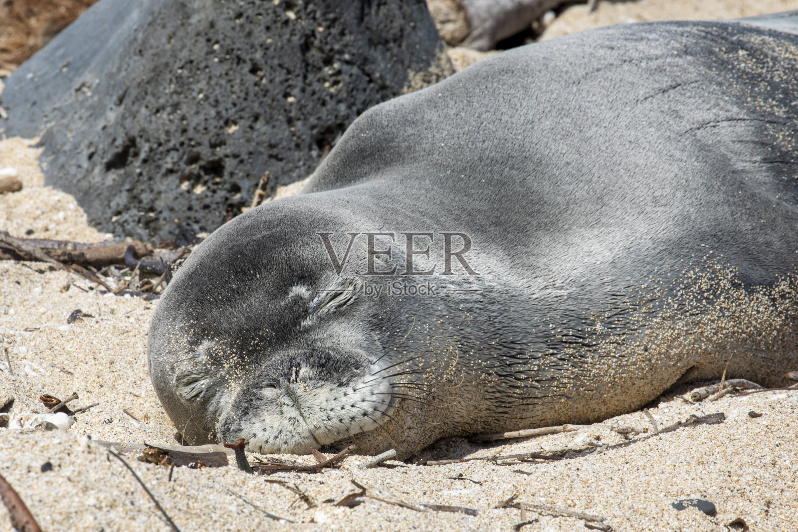 夏威夷僧海豹照片摄影图片