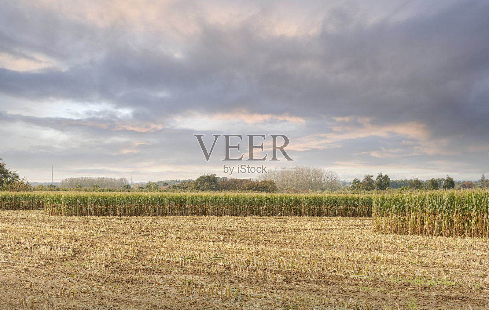 玉米田。收获的开始。秋天的农场景观照片摄影图片