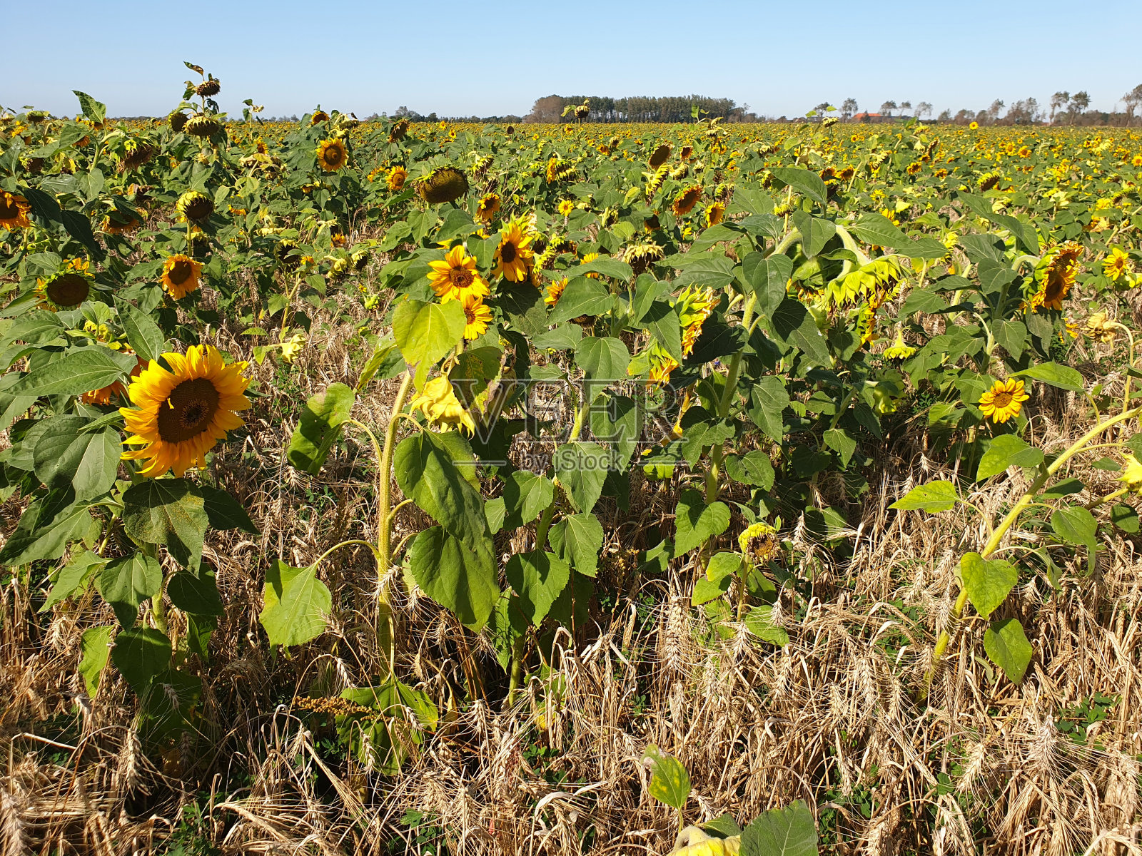 领域的向日葵照片摄影图片