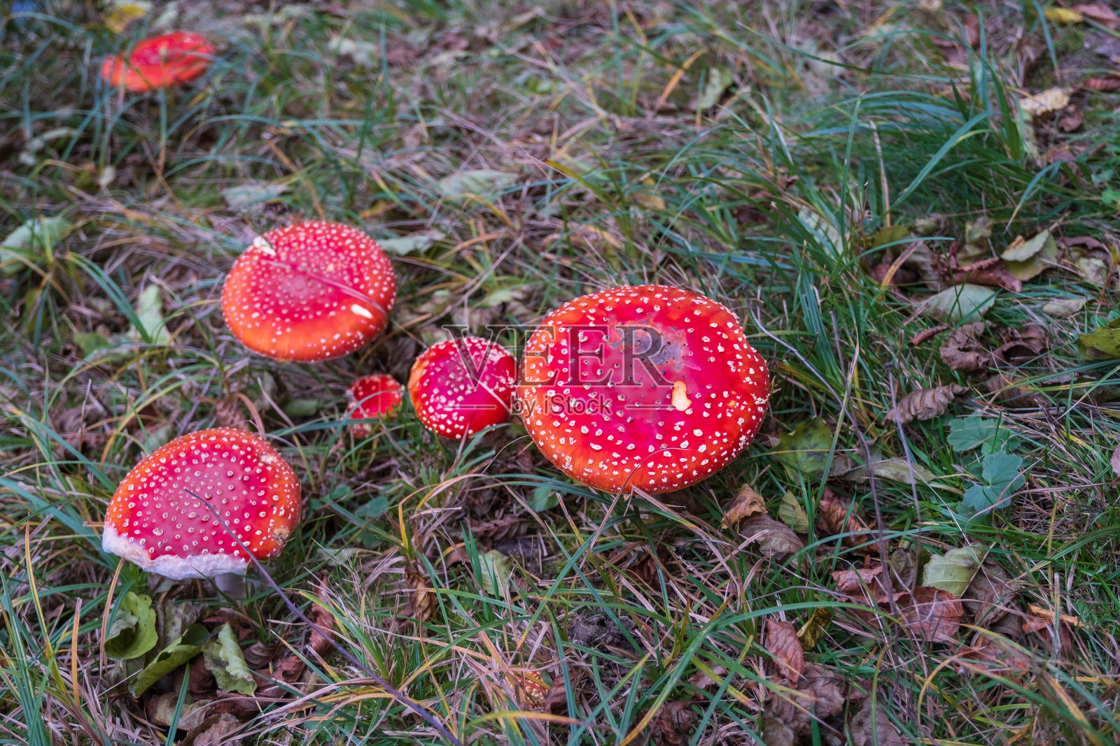 一群鹅膏菌照片摄影图片