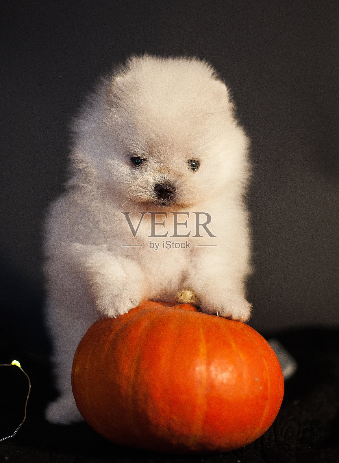 万圣节博美犬和南瓜照片摄影图片