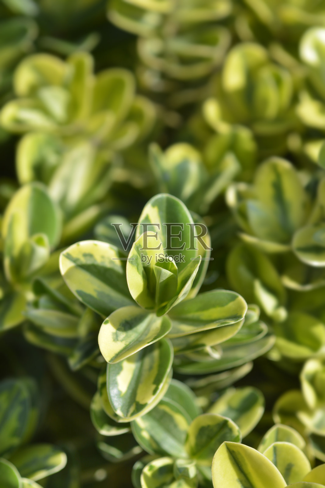 综艺安德逊赫柏照片摄影图片