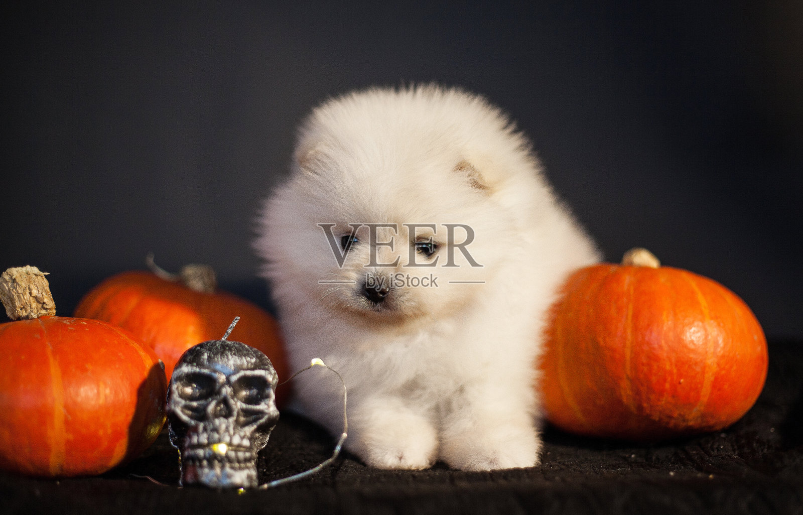 万圣节博美犬和南瓜照片摄影图片