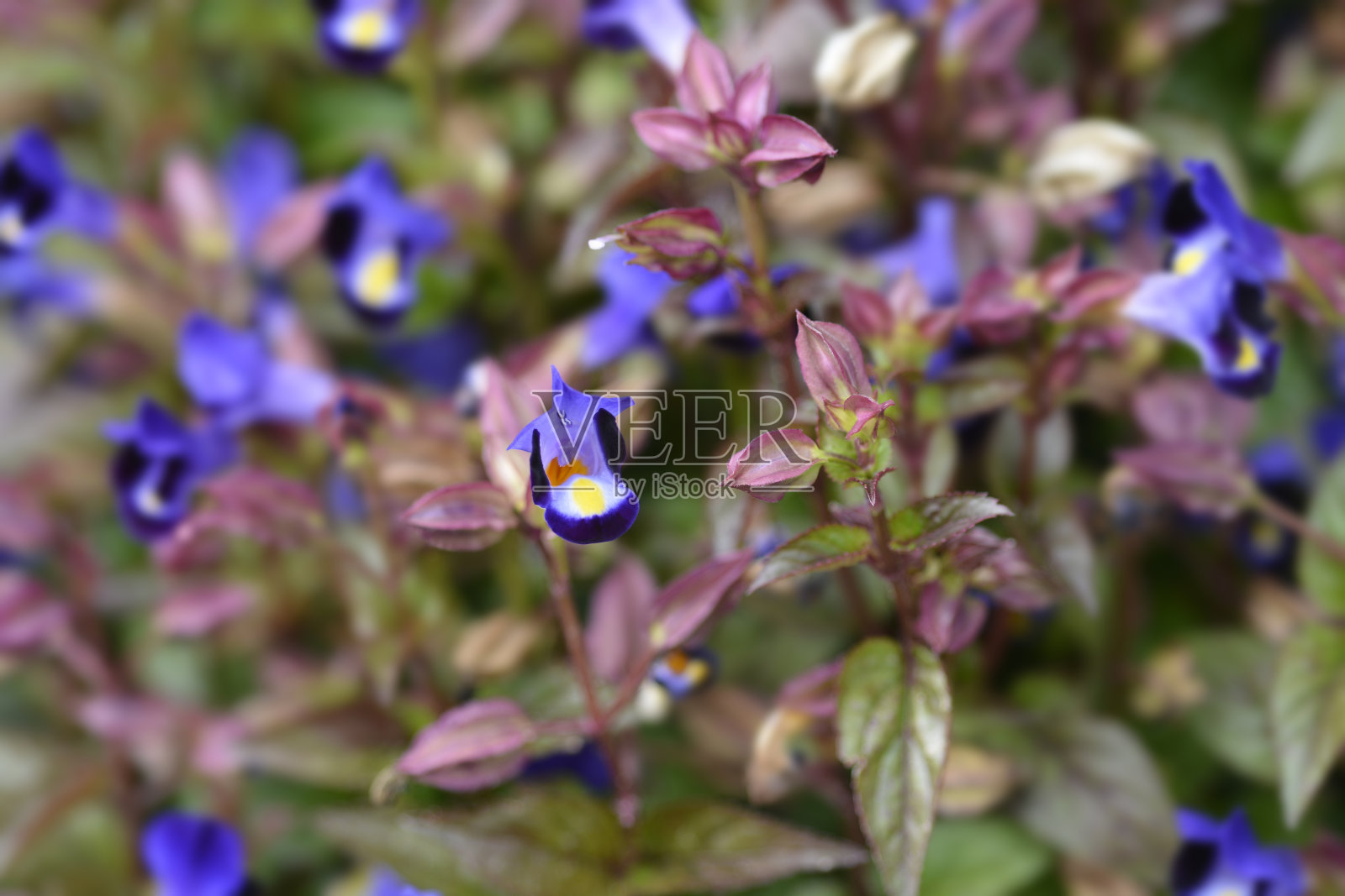 叉骨花照片摄影图片