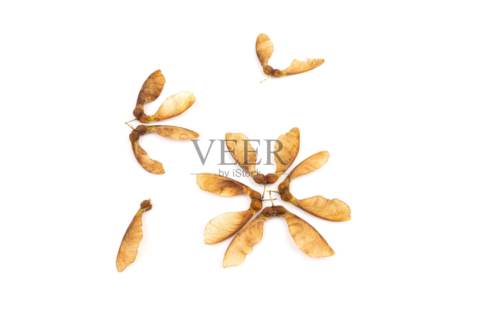 成熟的种子阿穆尔枫，槭银杏，孤立在白色背景照片摄影图片