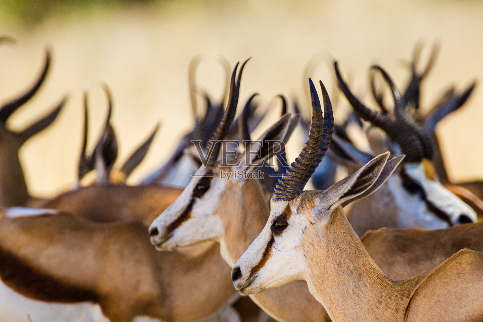 南非喀拉哈里沙漠的一只跳羚聚集在一个水坑周围照片摄影图片