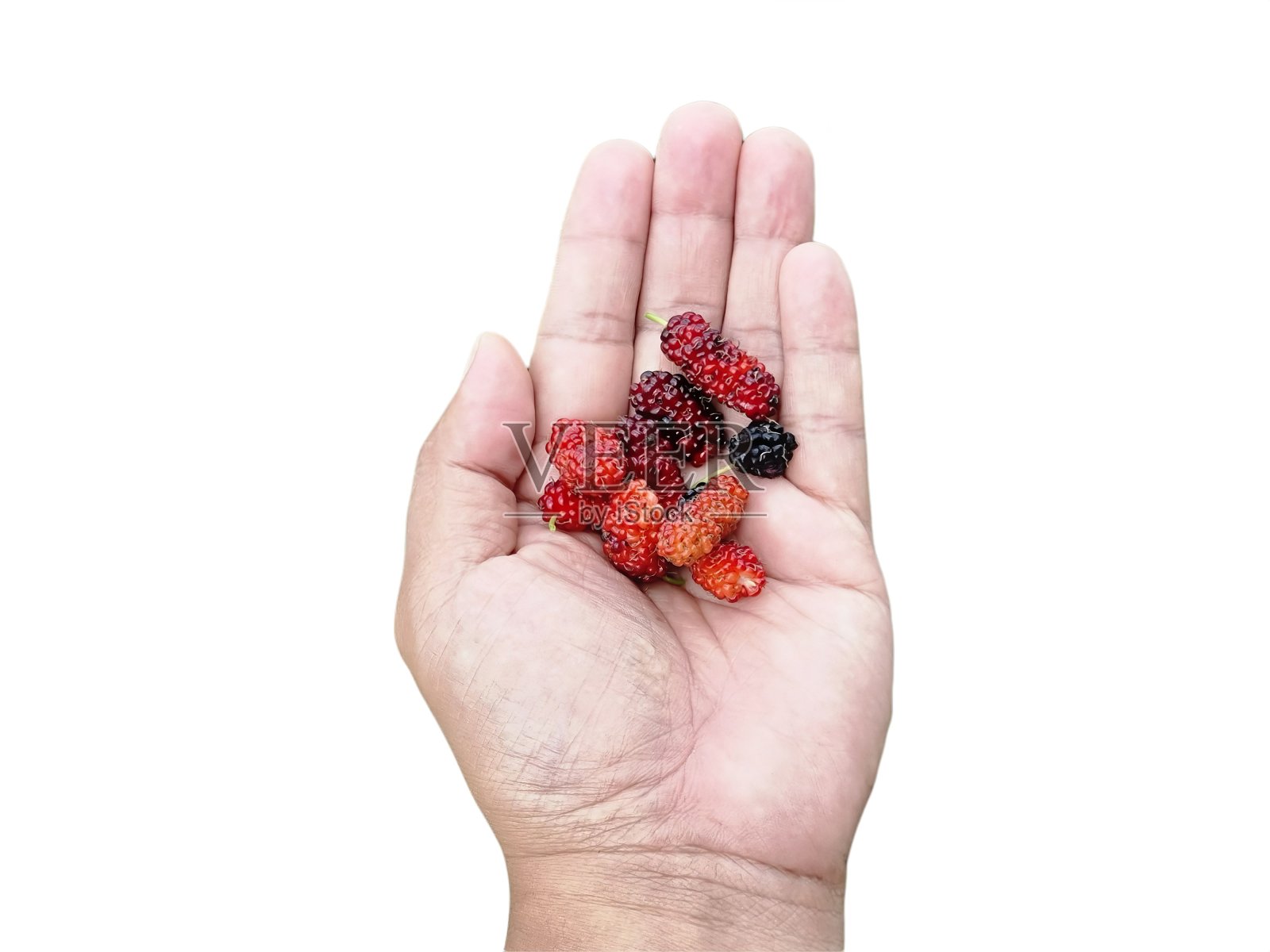 牵手桑树。白色背景隔离。照片摄影图片