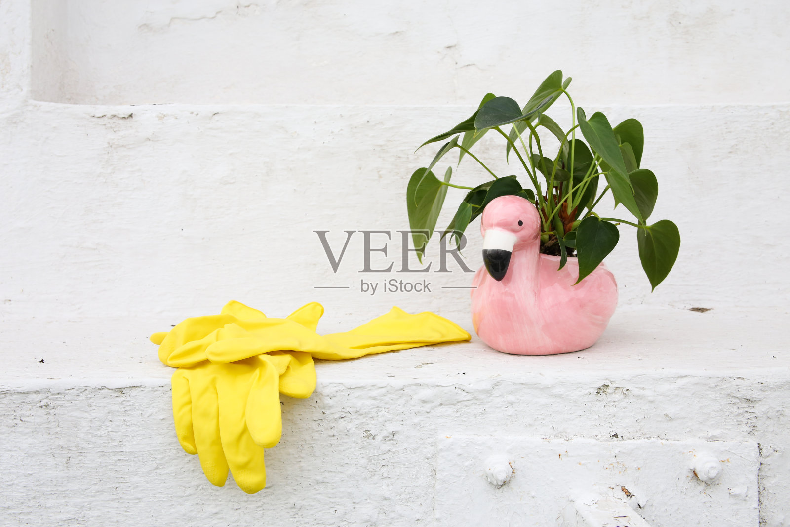 花烛属植物照片摄影图片