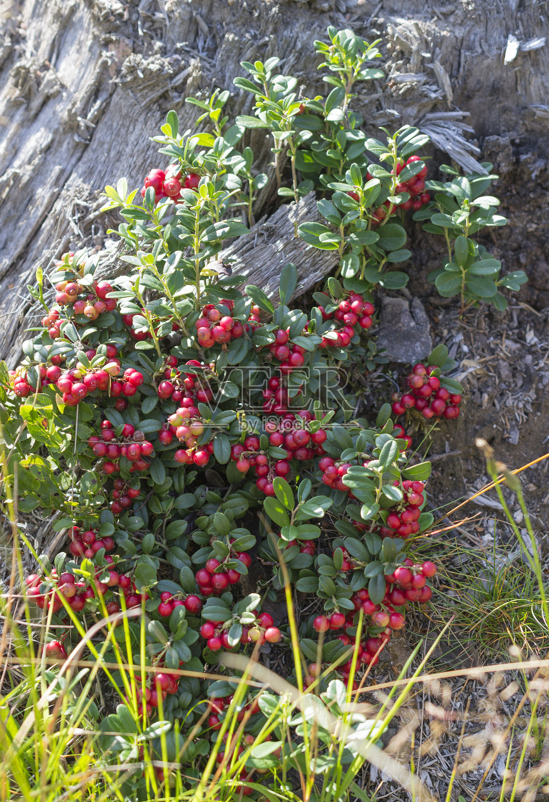 森林里的蔓越莓、越橘、越橘灌木照片摄影图片