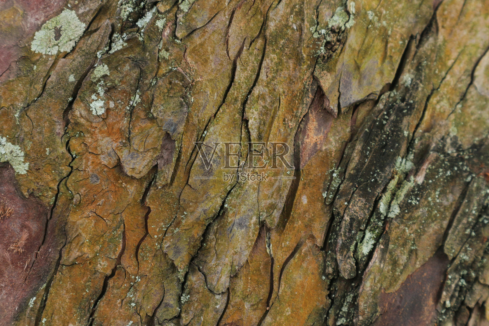 树皮纹理背景干老树照片摄影图片