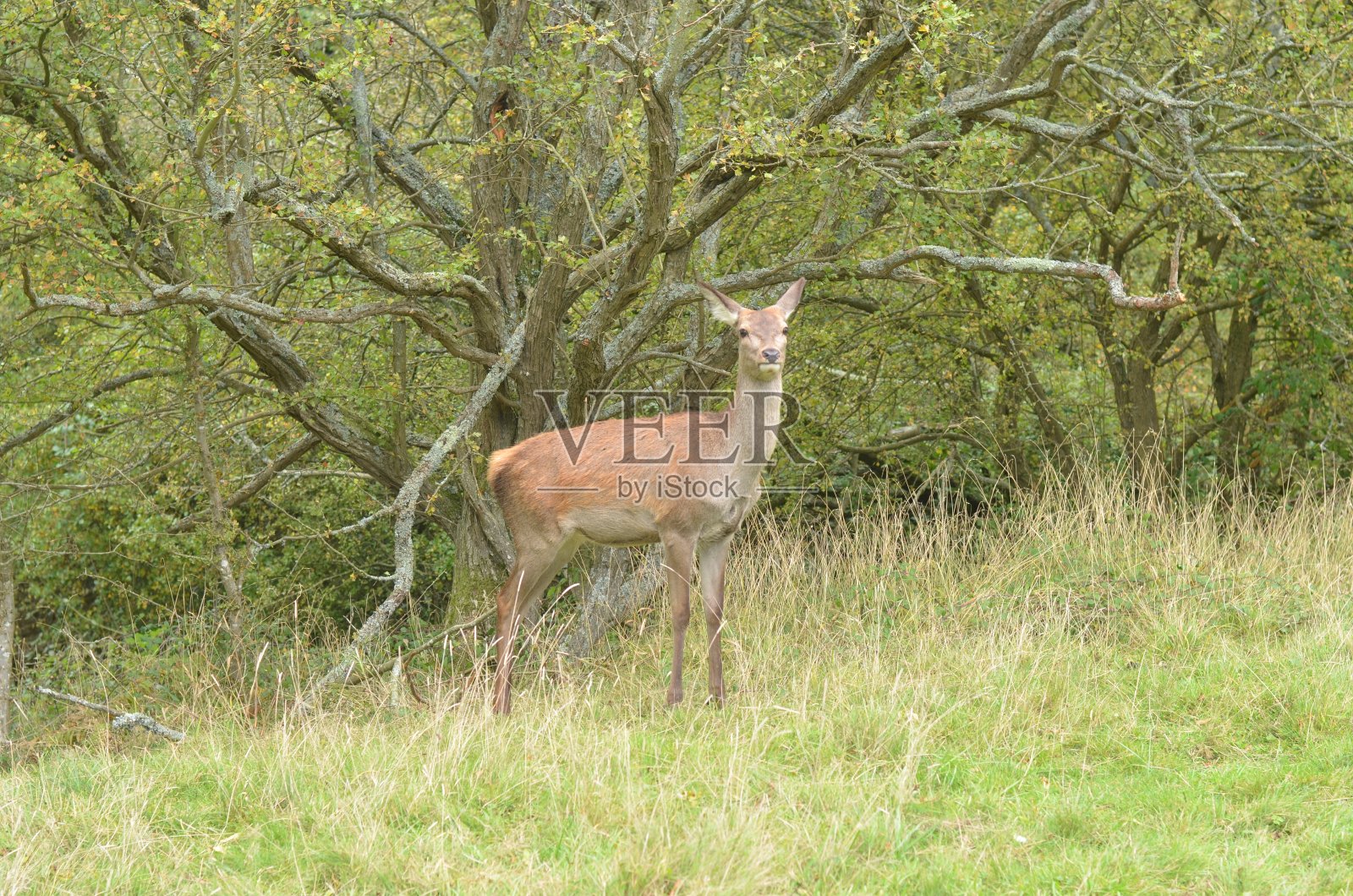 红鹿在公园里吃草，四处张望照片摄影图片
