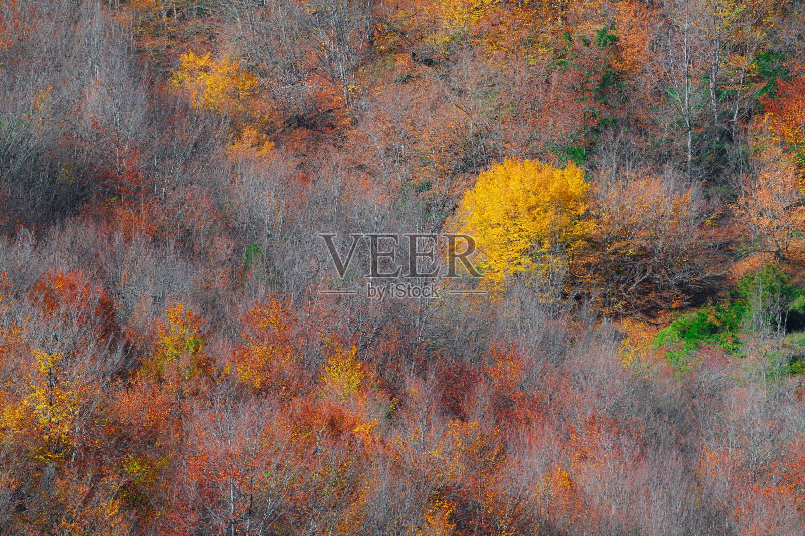 山坡上五颜六色的秋树照片摄影图片