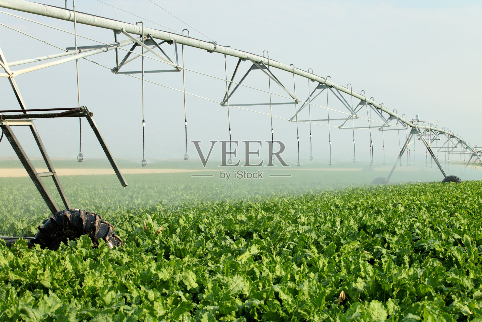 灌溉甜菜照片摄影图片