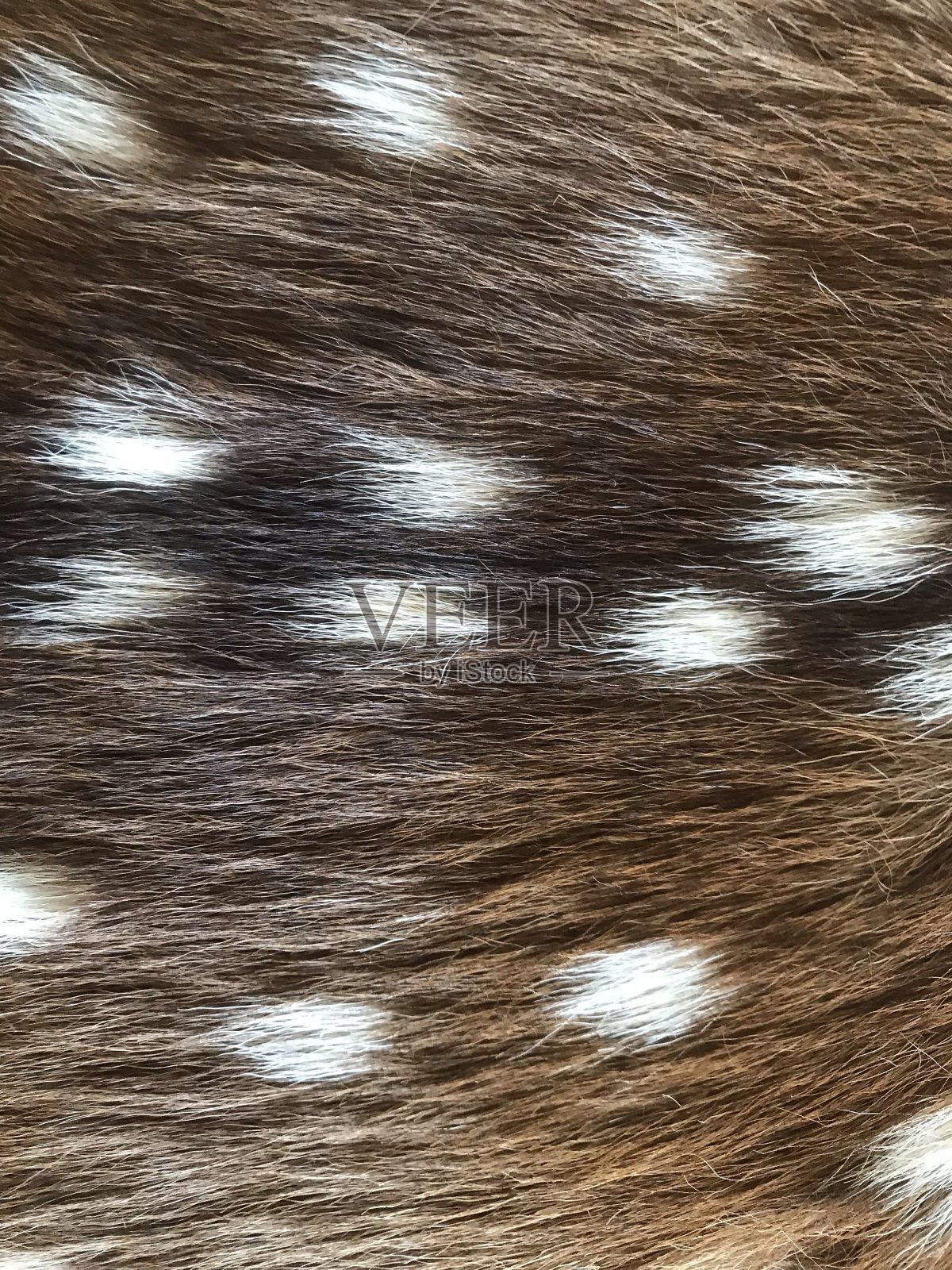 动物纹纹理背景照片摄影图片