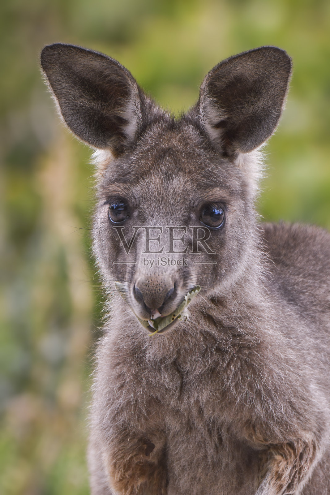 灰袋鼠小袋鼠靠近了照片摄影图片