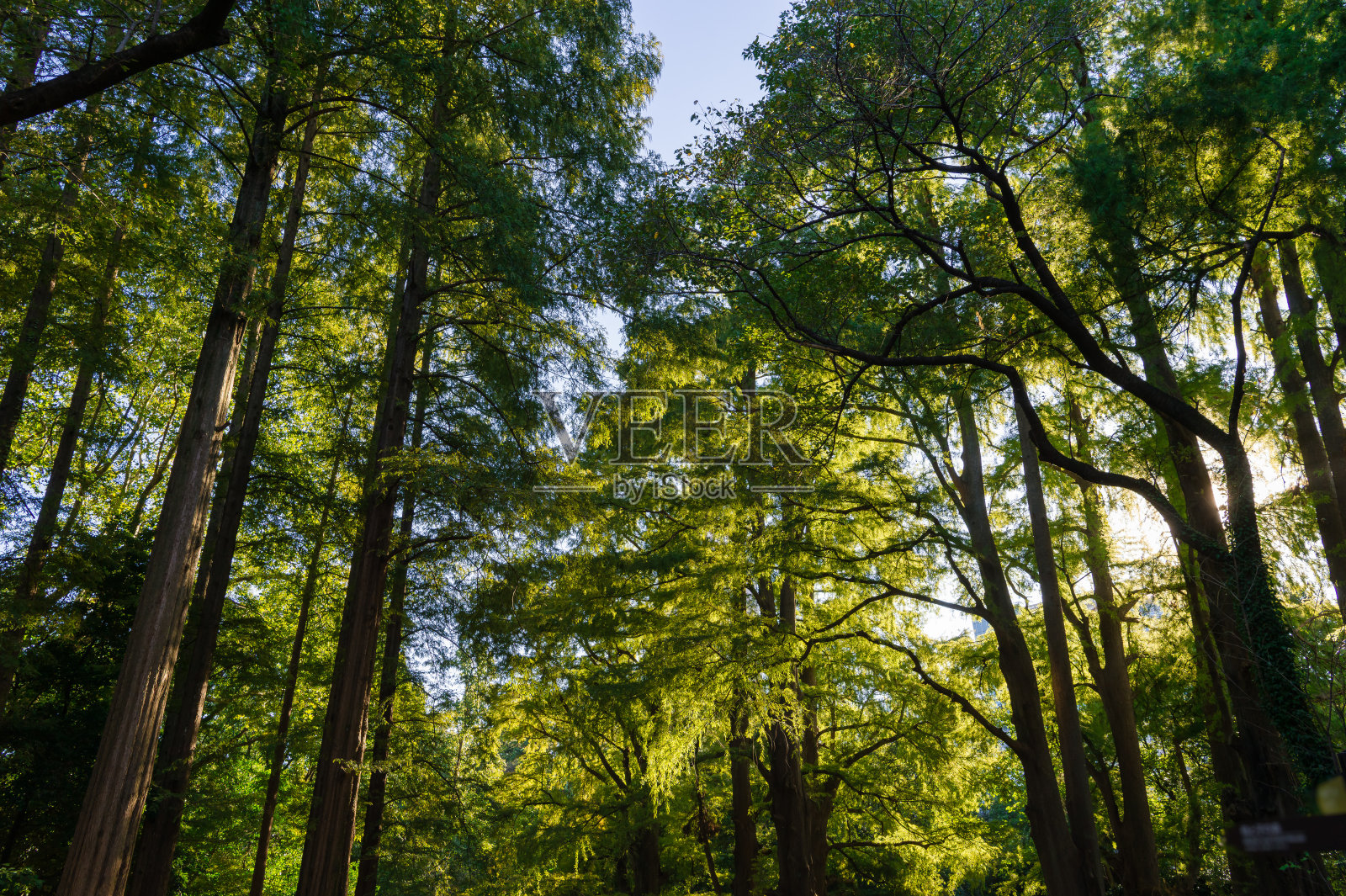 东京新宿区的一个公园照片摄影图片