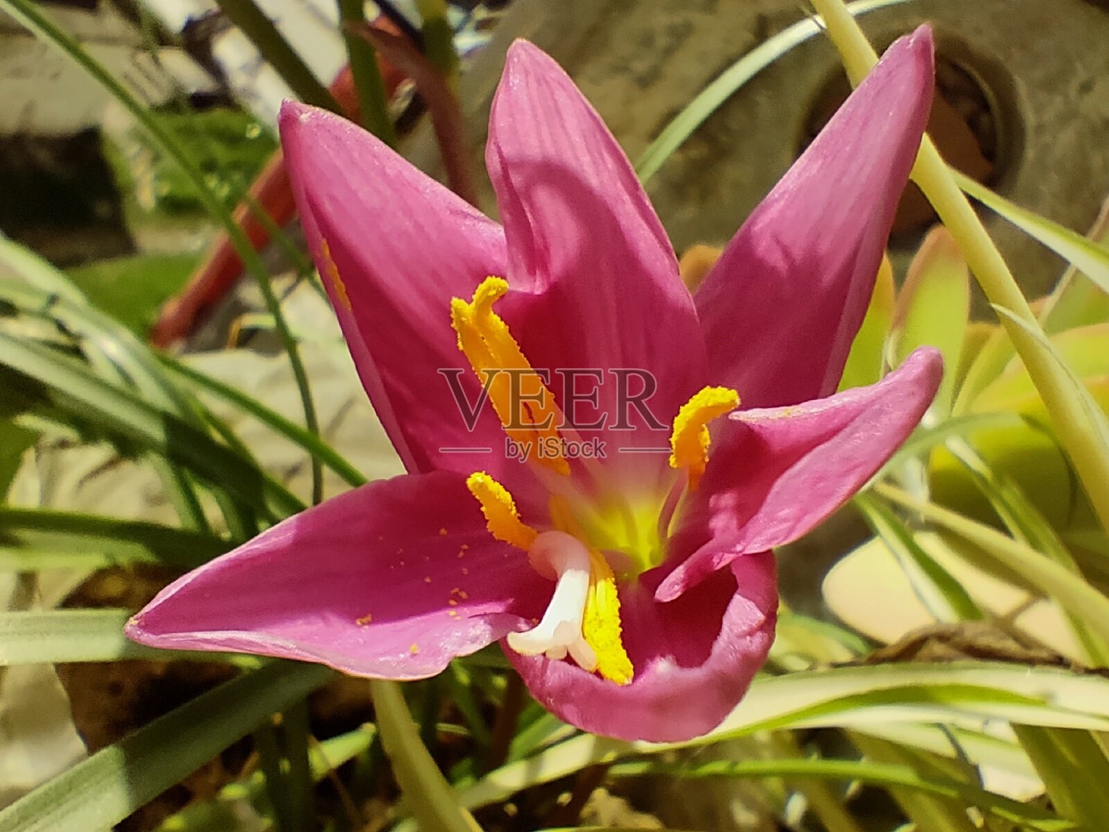 重新开放的黄花菜的特写镜头照片摄影图片