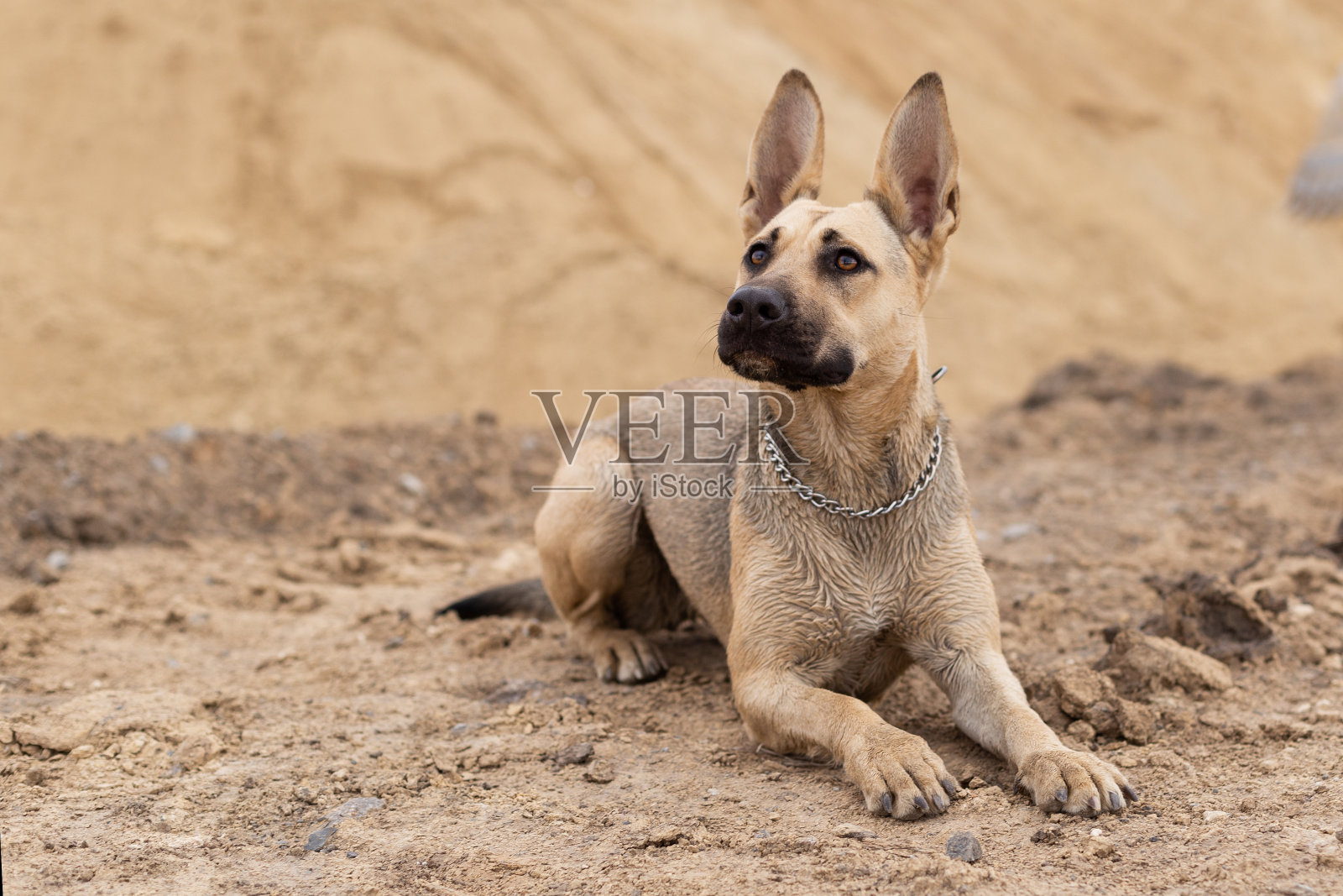 狗躺在沙滩上。狗服从命令。照片摄影图片