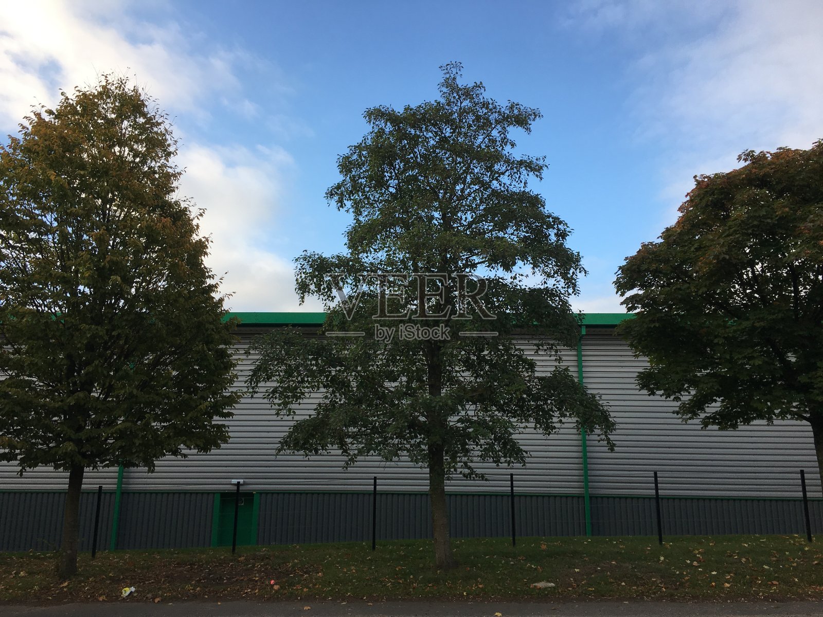 灰桤木照片摄影图片