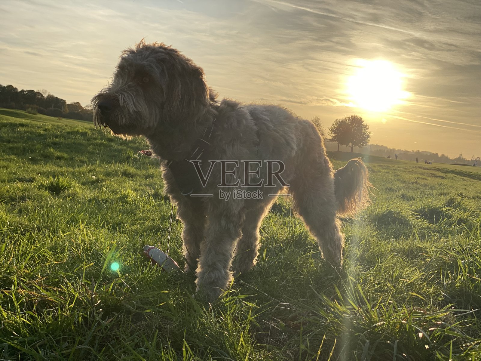 狗在夕阳下的剪影照片摄影图片