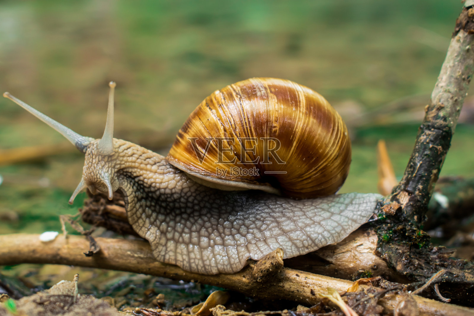 蜗牛照片摄影图片