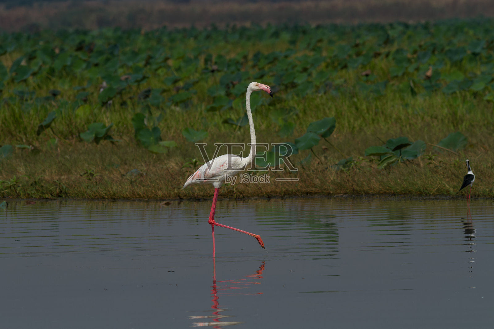 更大的火烈鸟照片摄影图片