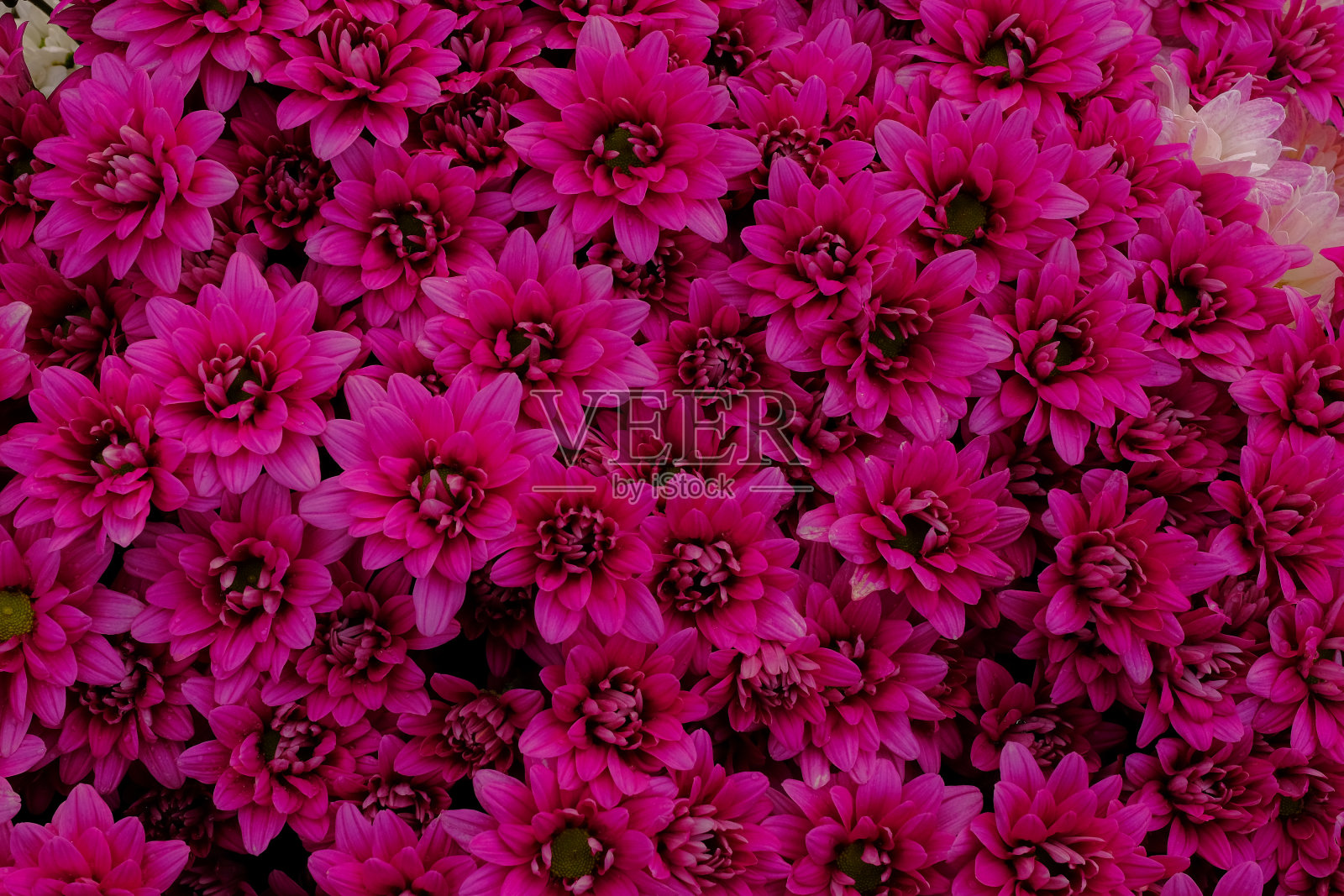 背景是花园里五颜六色的菊花照片摄影图片