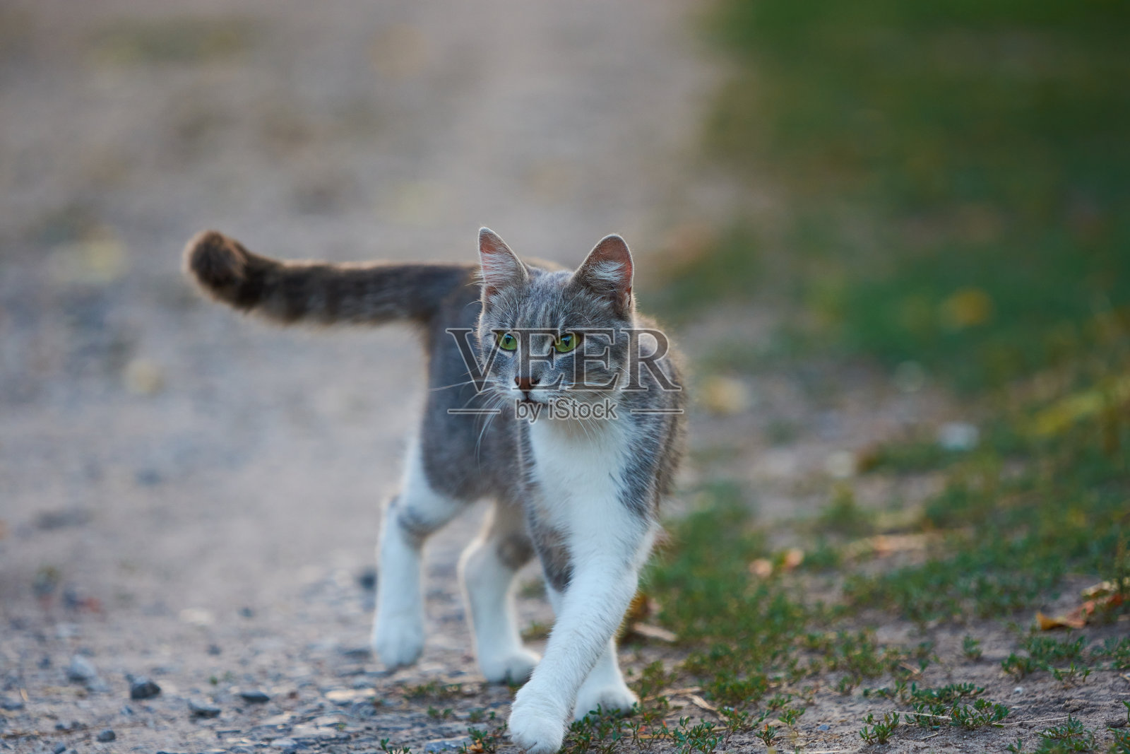白色和灰色的猫在户外散步照片摄影图片
