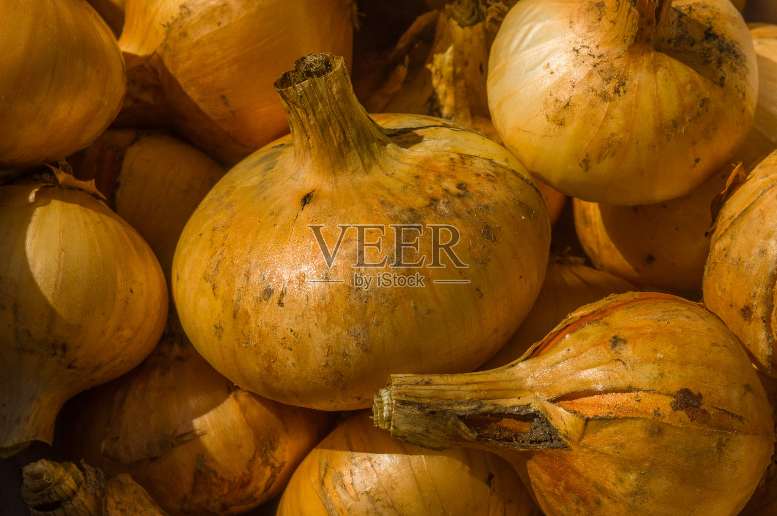 未剥皮的洋葱的特写镜头。背景的蔬菜。从你的私人花园采摘的天然蔬菜。新的收获。照片摄影图片