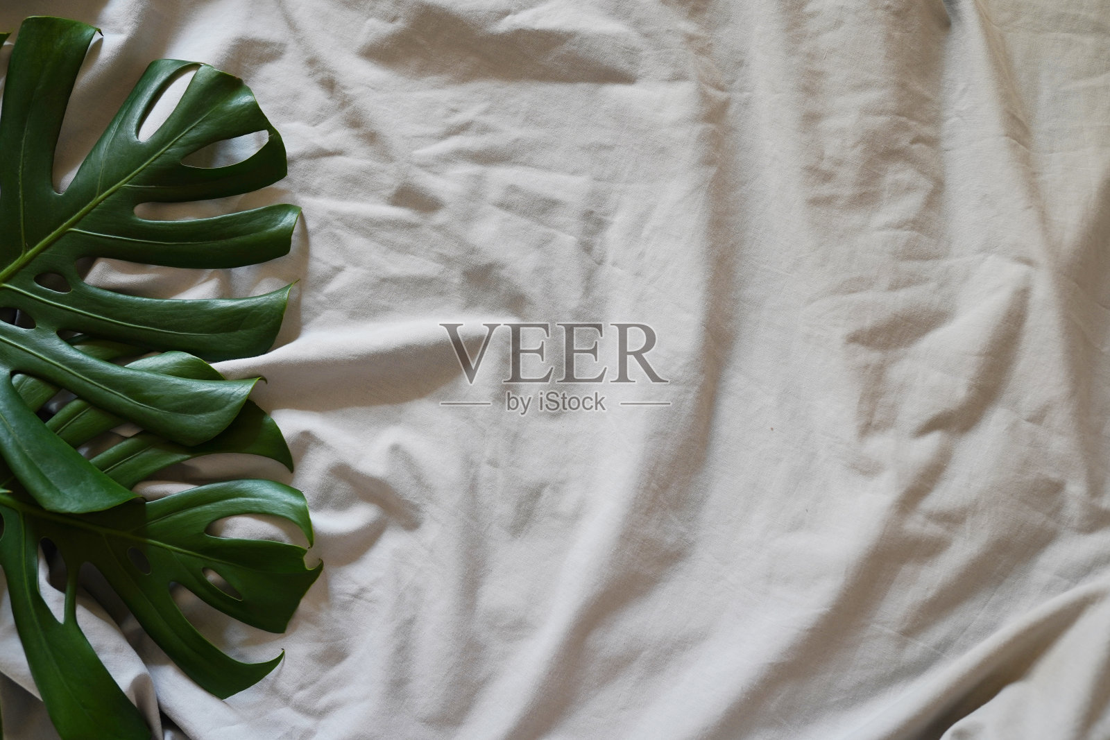 Monstera树叶在家里的床上，北欧风格的卧室，文字的空间照片摄影图片