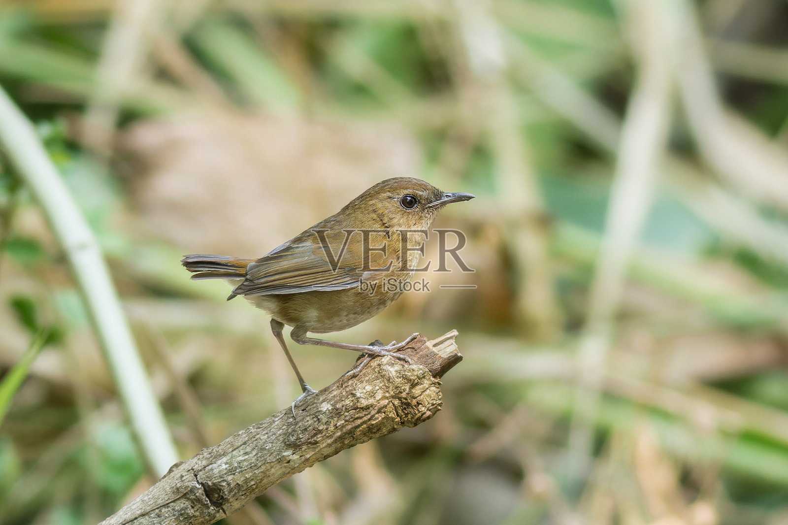 小Shortwing照片摄影图片