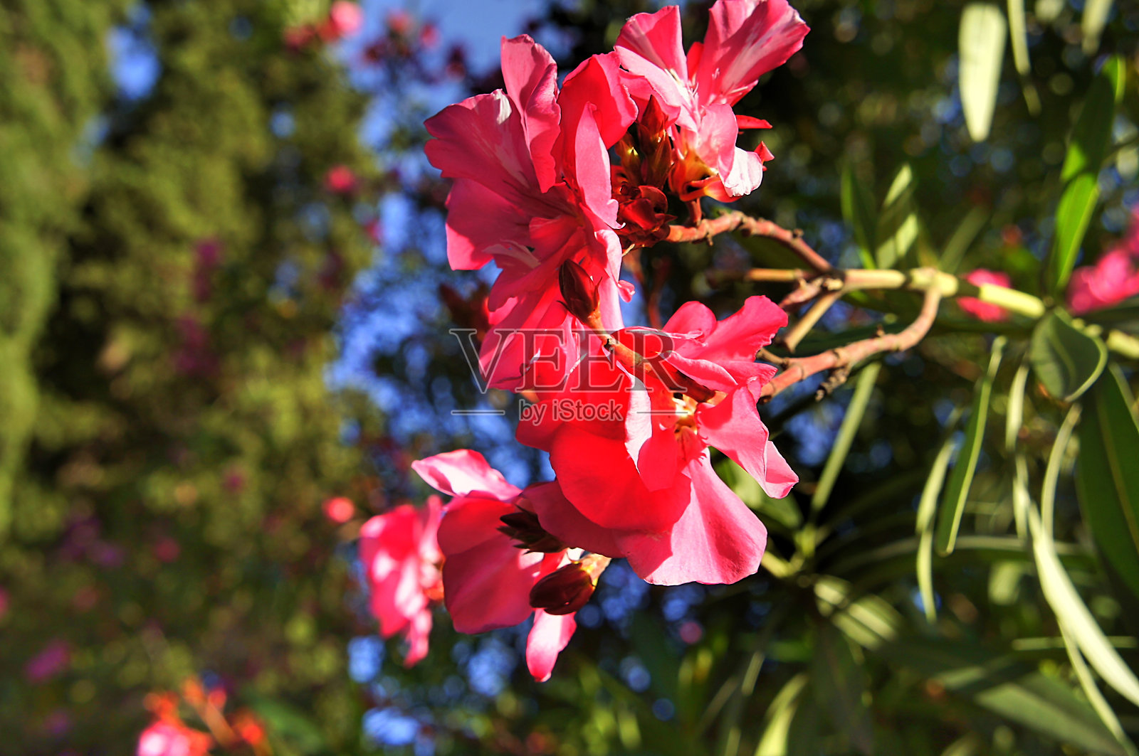 粉红色夹竹桃花靠近模糊的背景照片摄影图片