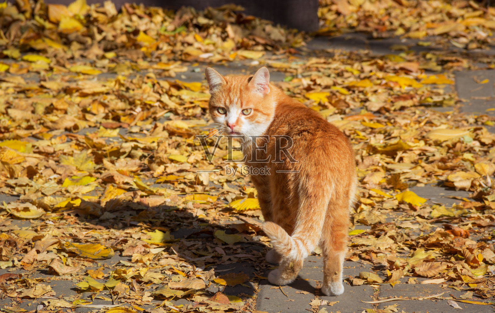 秋天公园里的姜猫。流浪猫回头看照片摄影图片