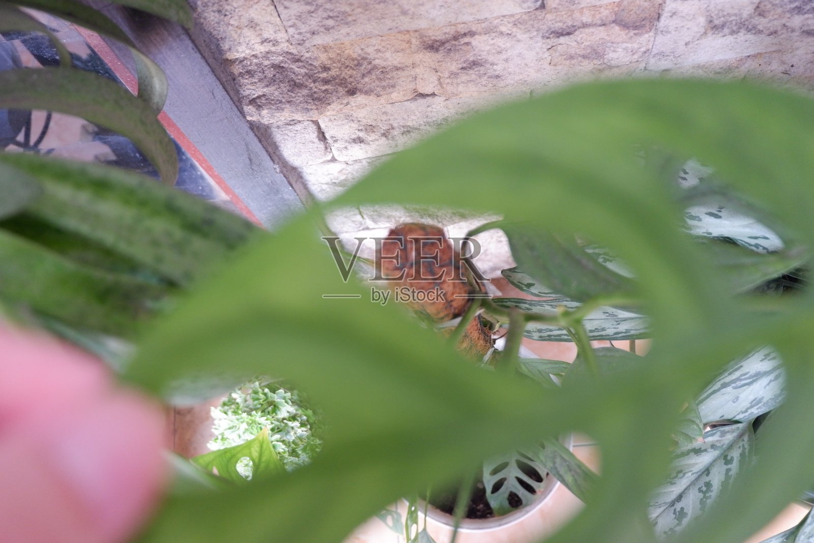 蓬莱蕉照片摄影图片