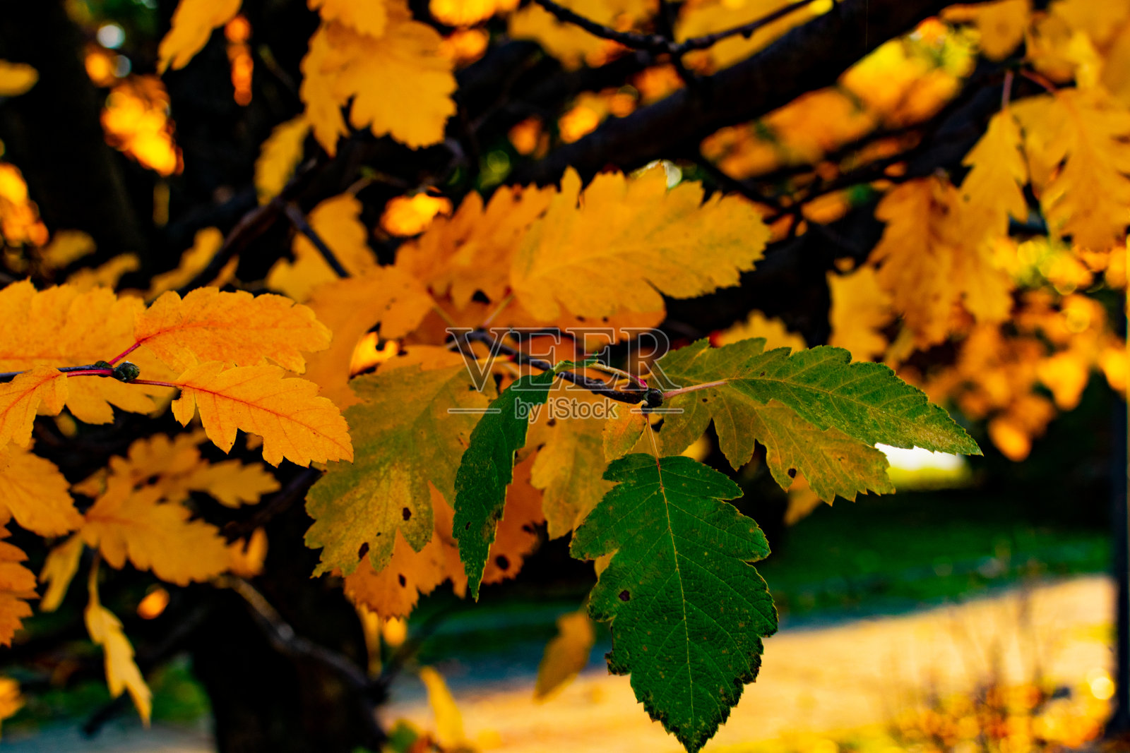 五彩缤纷的落叶、鲜花、树木，秋日阳光明媚的十月色彩的田园照片。照片摄影图片