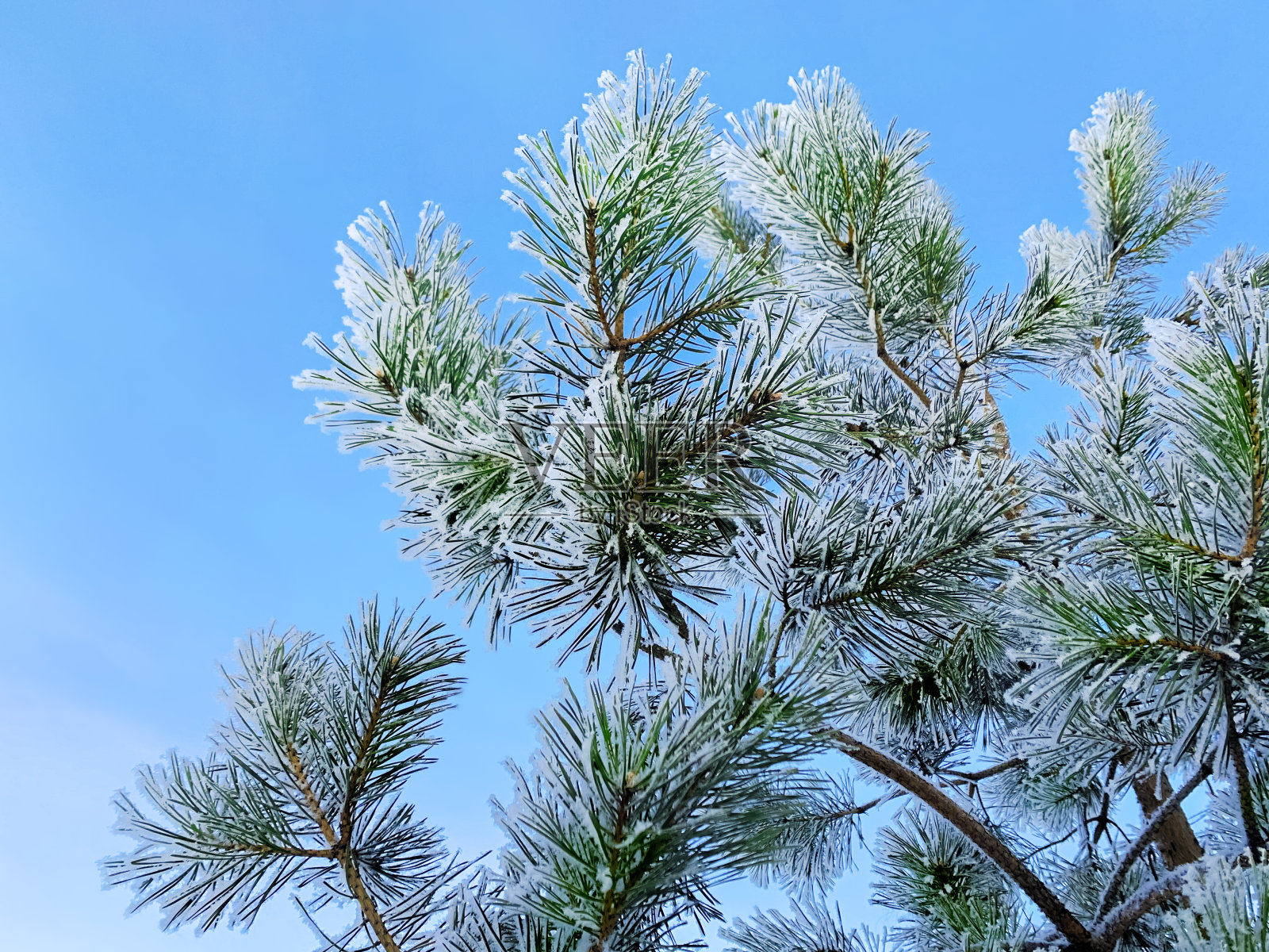 松枝上有绿色的针叶在雪地里照片摄影图片