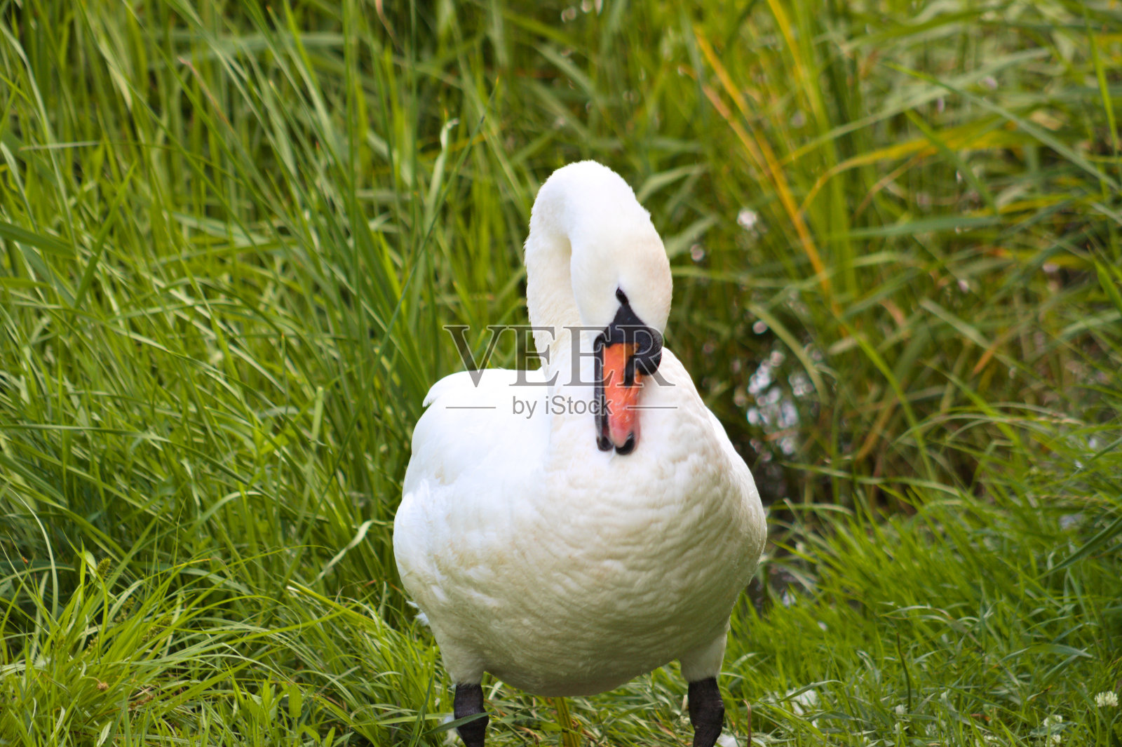 白天鹅清洁羽毛的特写视图与前景的选择性焦点照片摄影图片