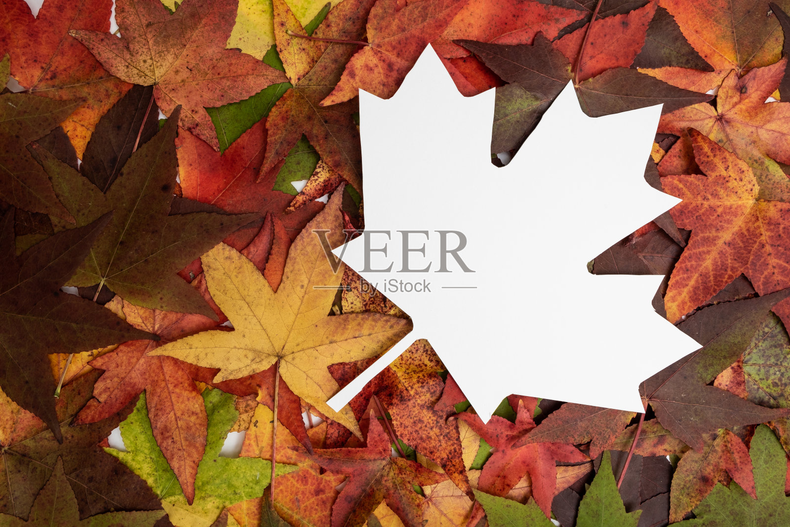 纸叶子在枫叶上照片摄影图片