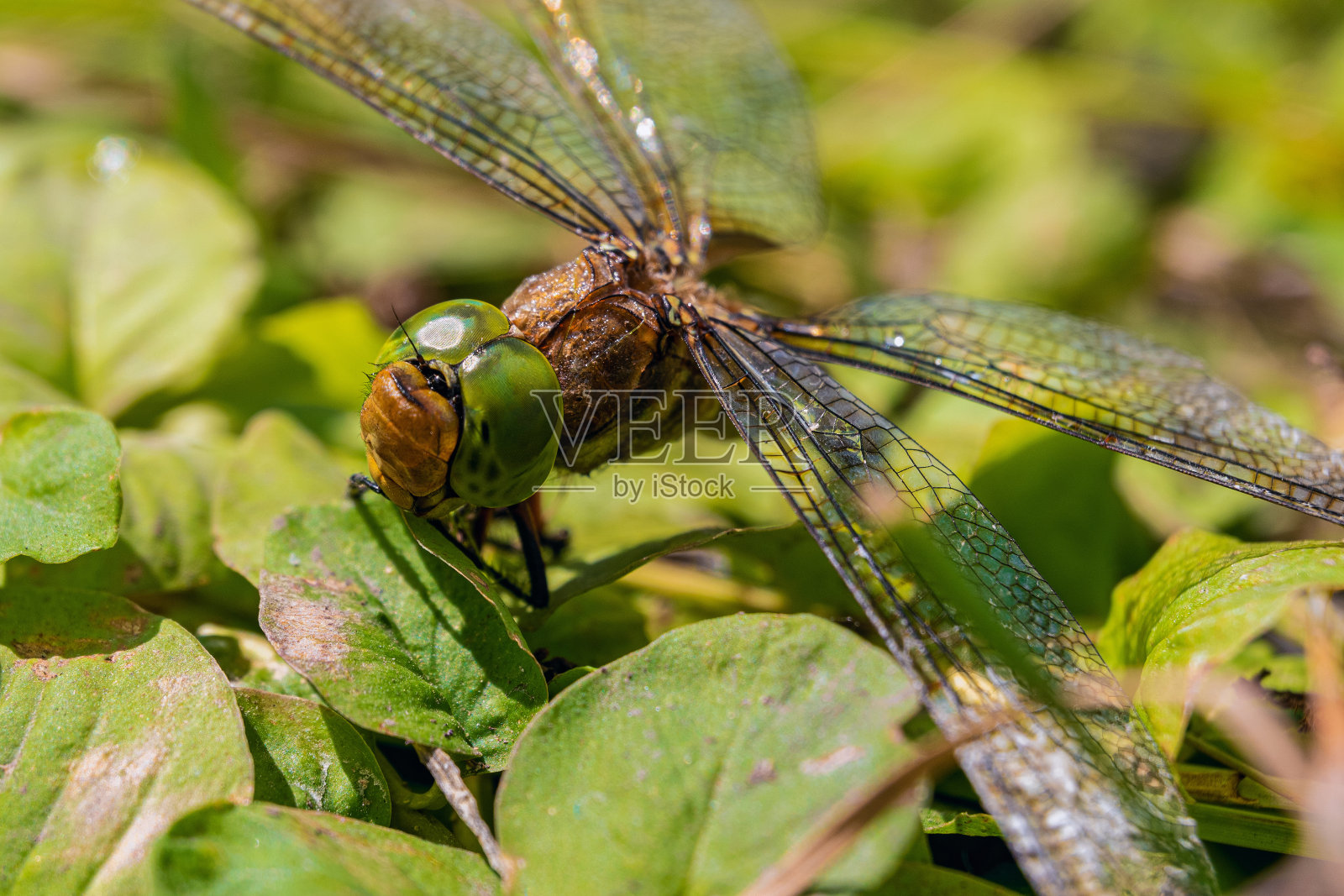 绿叶上蜻蜓的脸。蜻蜓的眼睛。照片摄影图片