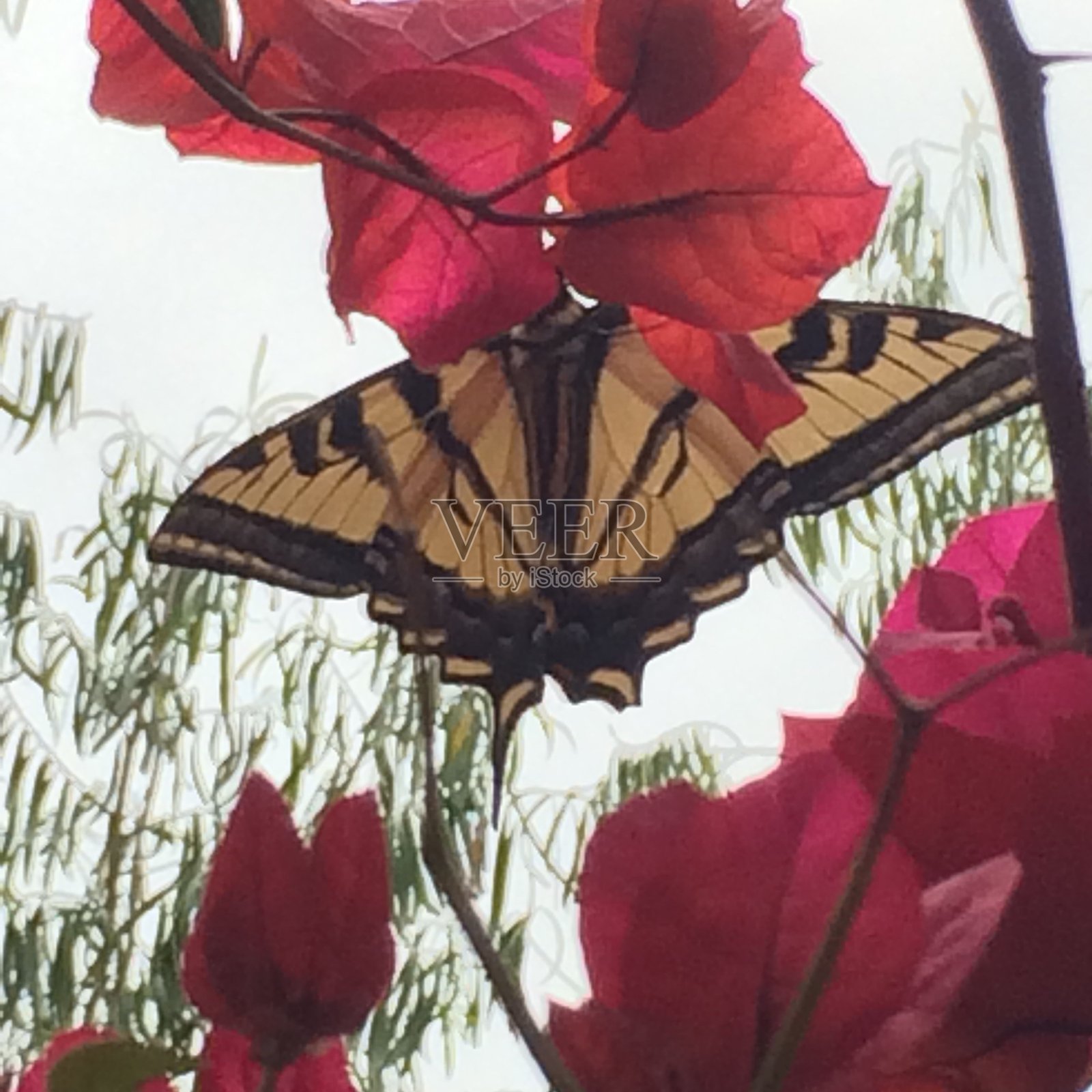 蝴蝶快乐照片摄影图片