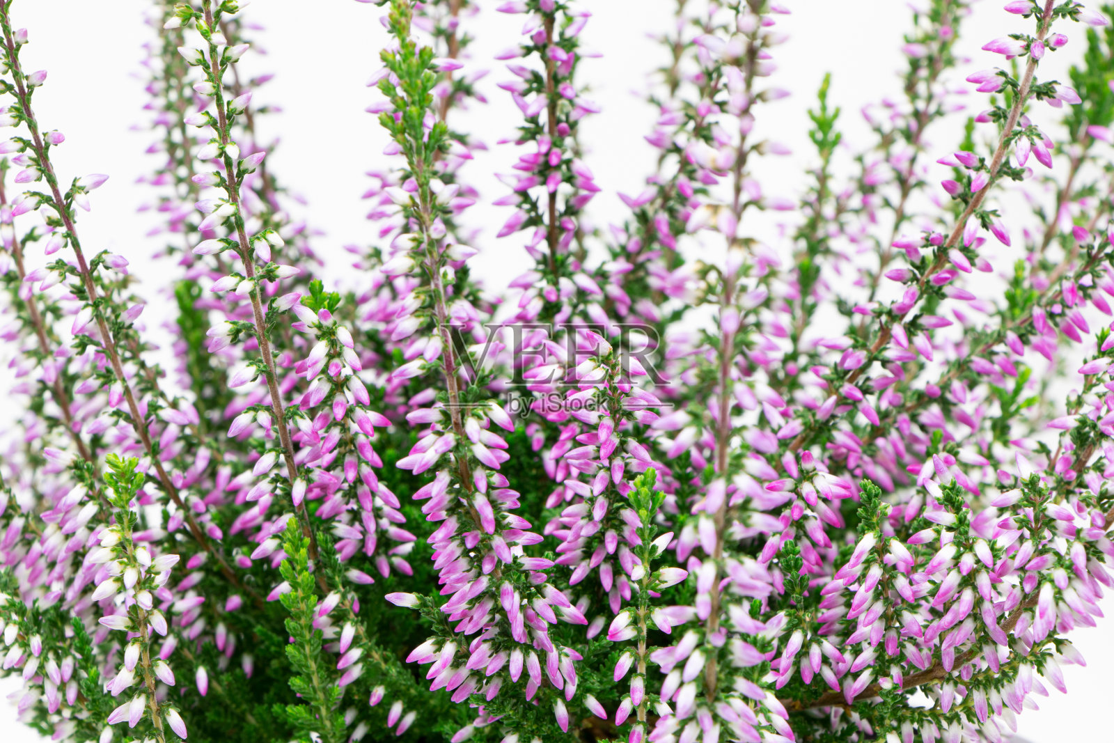 盛开的石南花孤立在白色背景上。园艺。常见的希瑟旗帜。开花植物丛照片摄影图片