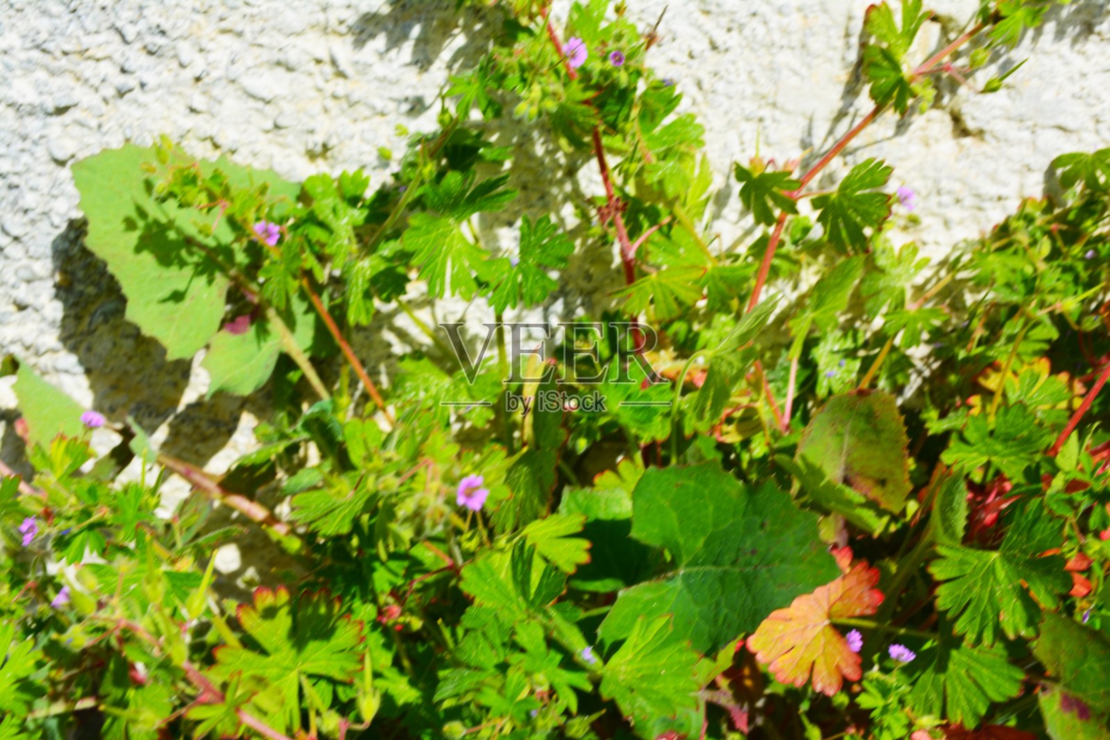 叶子照片摄影图片