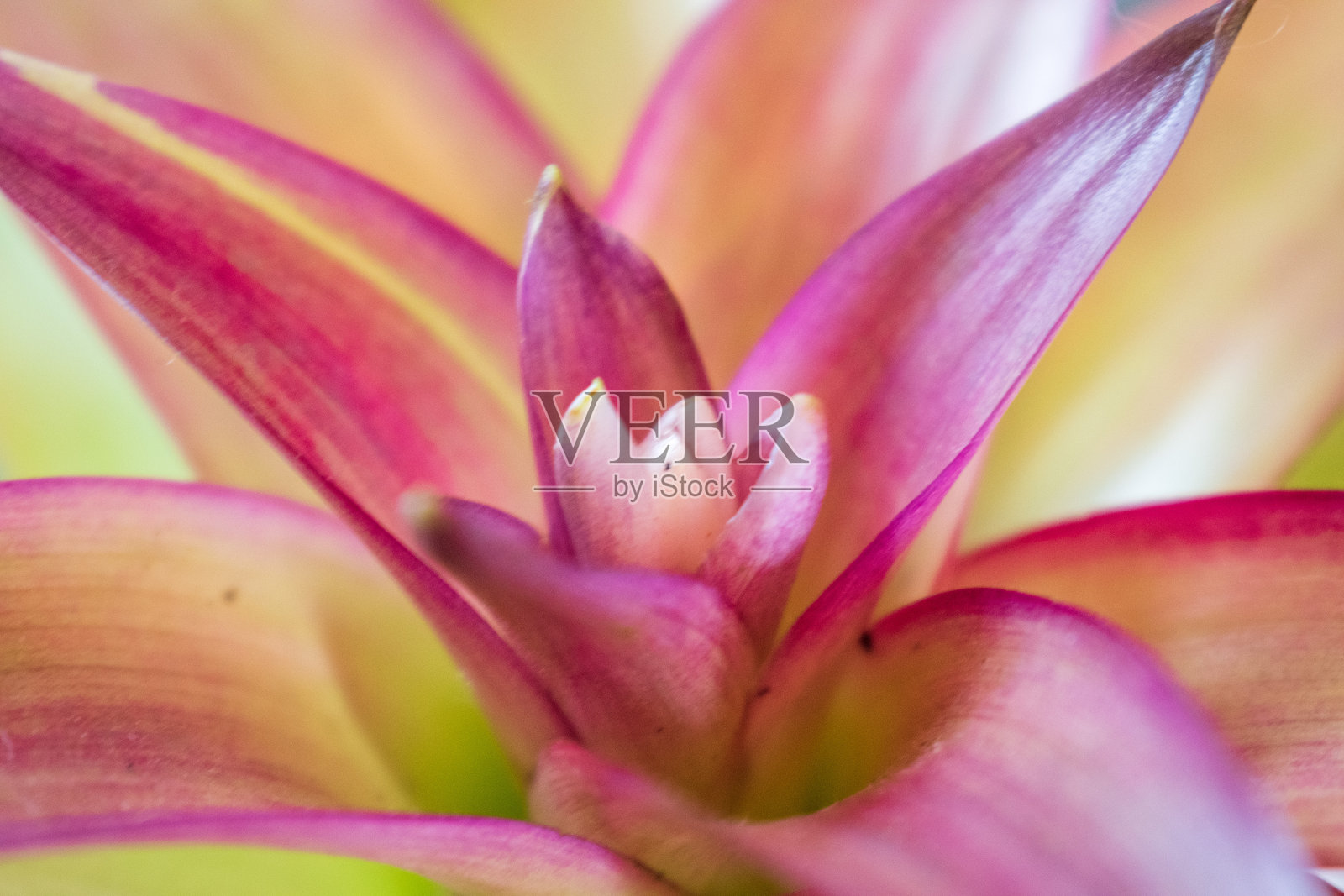 充满活力的绽放照片摄影图片