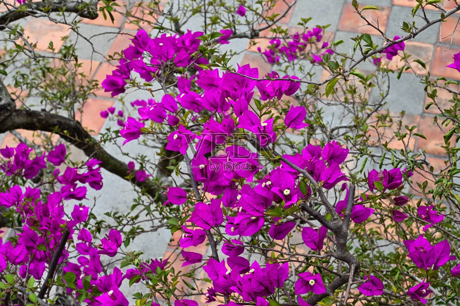 九重葛在花园里开花。照片摄影图片