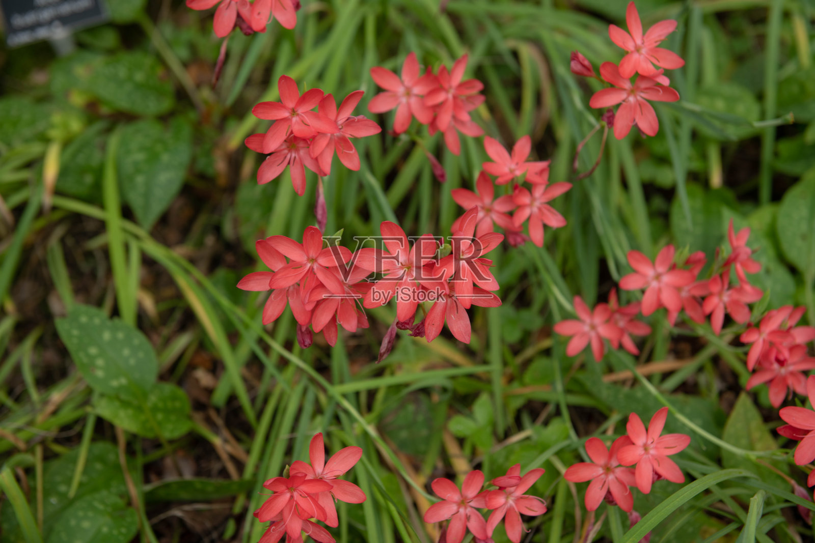 秋天开花的粉红色的花在一个猩红色的河或猩红色的旗子百合植物(橙花瓢虫属)生长在一个草本边界在一个乡村别墅花园在乡村德文郡，英国，英国照片摄影图片