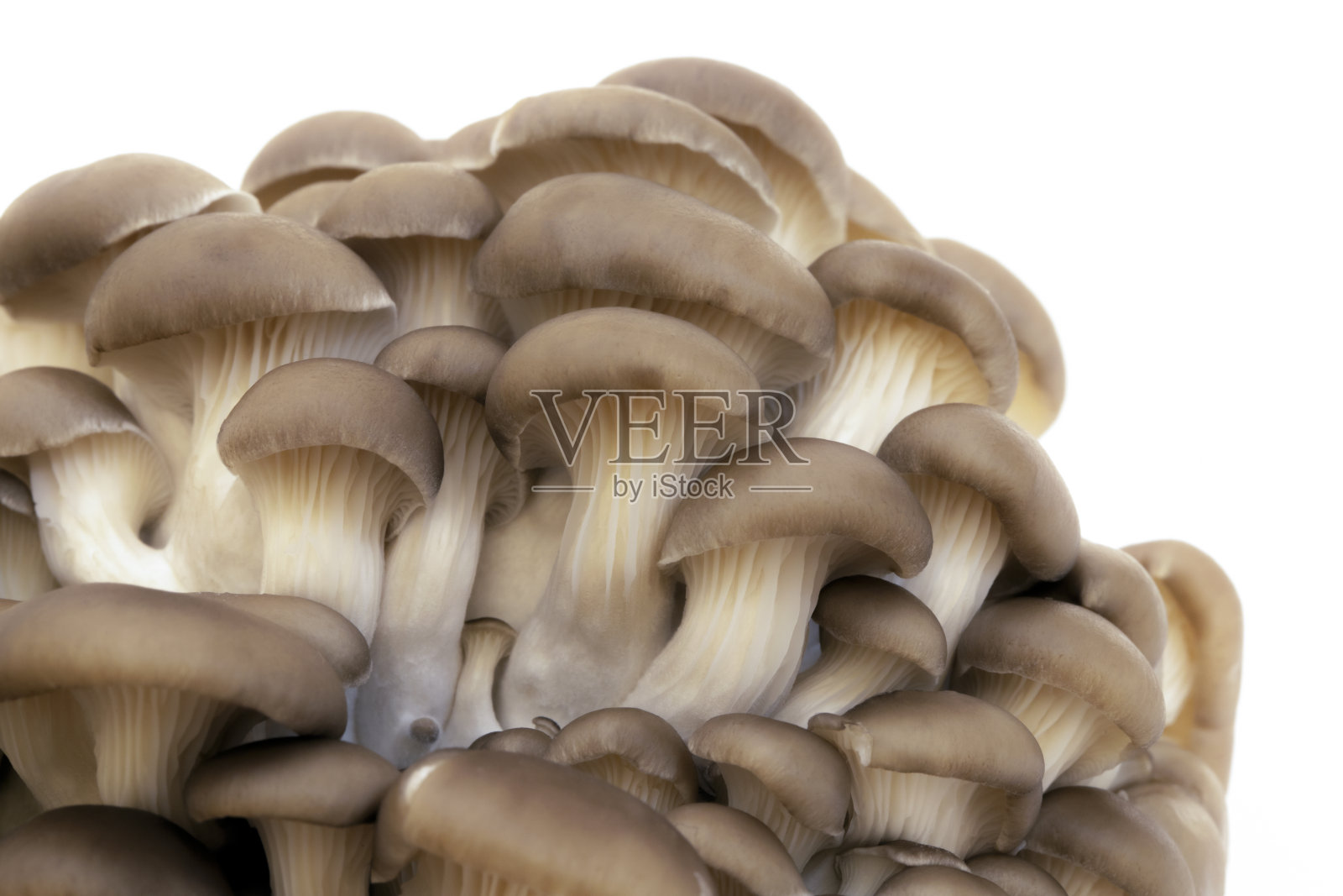 牡蛎蘑菇特写。宏观壁纸,背景照片摄影图片