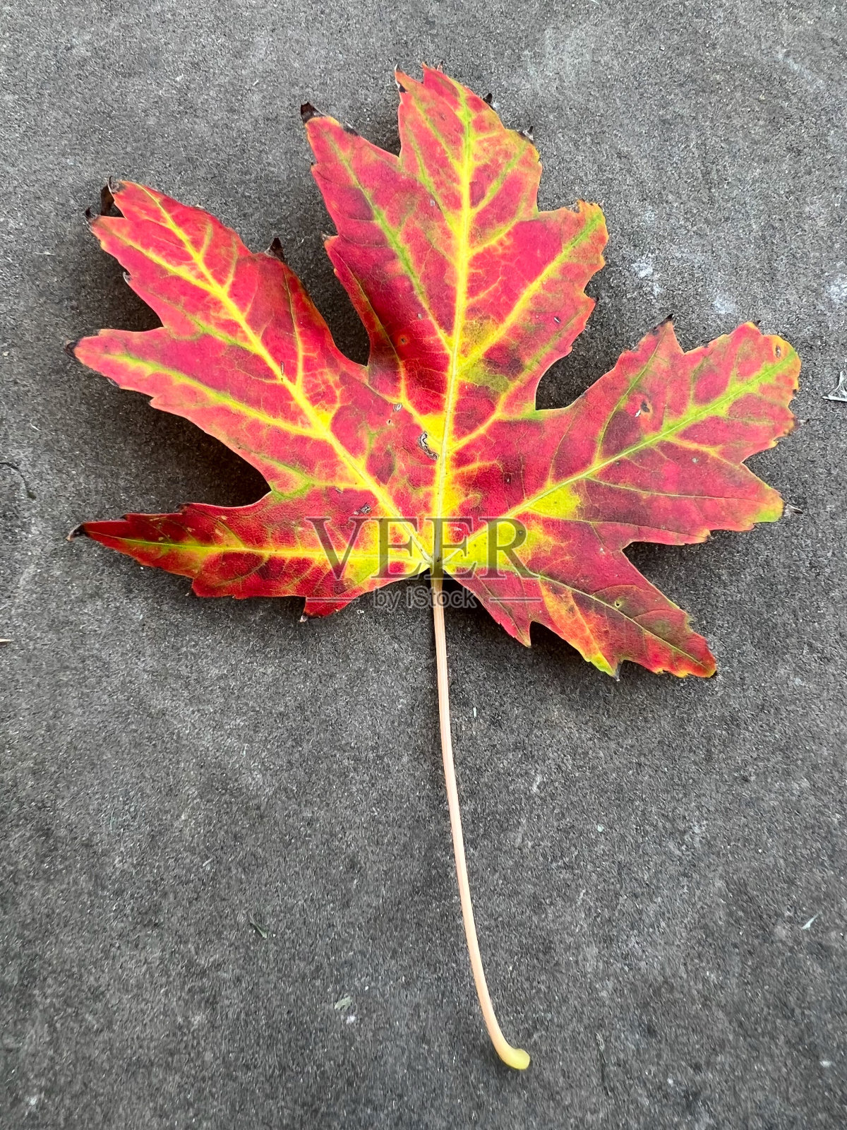 灰色石径上红色和黄色的枫叶照片摄影图片